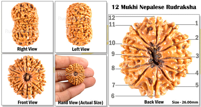 12 Mukhi Nepalese Rudraksha - Bead No. 75