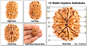 12 Mukhi Nepalese Rudraksha - Bead No. 76