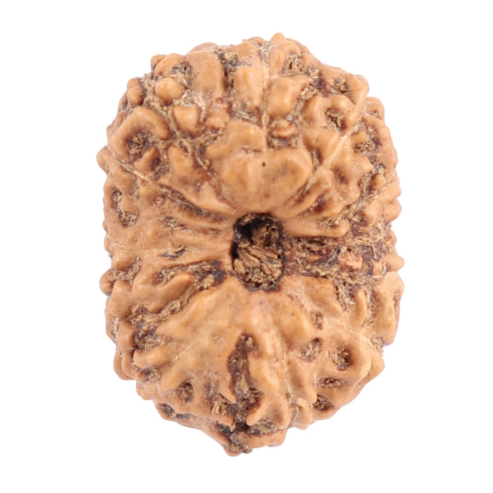 12 Mukhi Indonesian Rudraksha - Bead No. 103