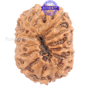 12 Mukhi Indonesian Rudraksha - Bead No. 103
