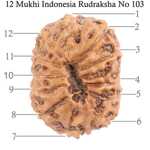12 Mukhi Indonesian Rudraksha - Bead No. 103