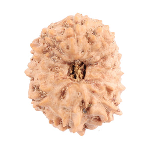 12 Mukhi Indonesian Rudraksha - Bead No. 105