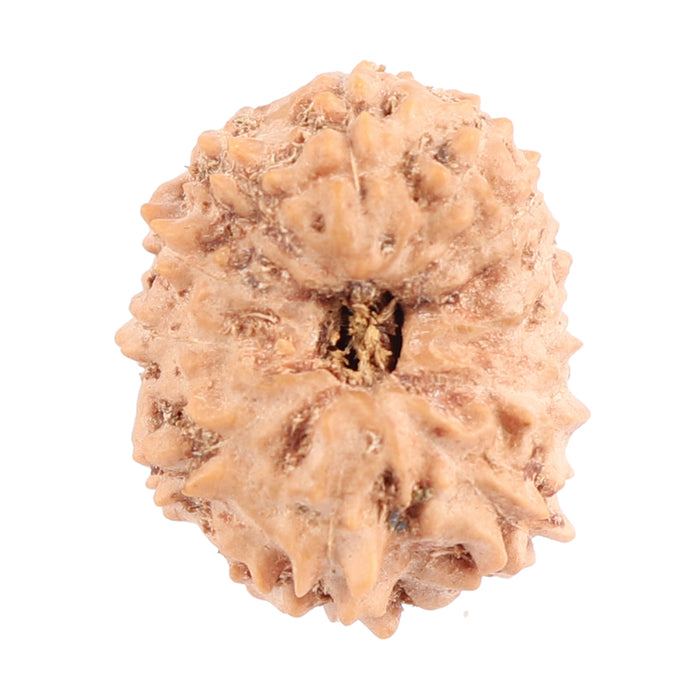 12 Mukhi Indonesian Rudraksha - Bead No. 105
