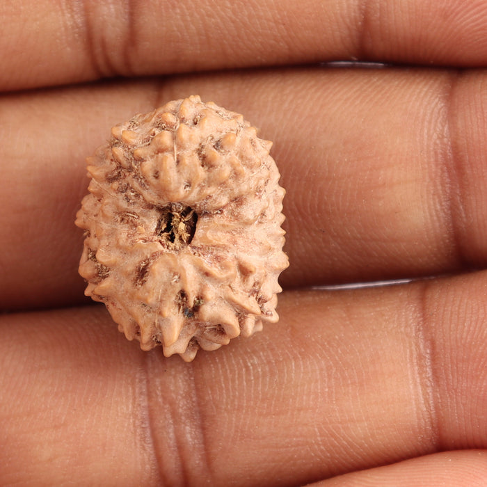 12 Mukhi Indonesian Rudraksha - Bead No. 105