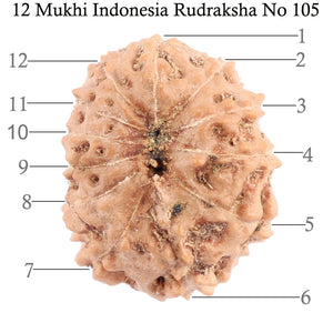 12 Mukhi Indonesian Rudraksha - Bead No. 105