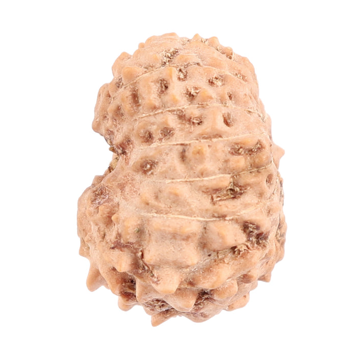 12 Mukhi Indonesian Rudraksha - Bead No. 105
