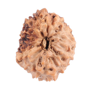 12 Mukhi Indonesian Rudraksha - Bead No. 111