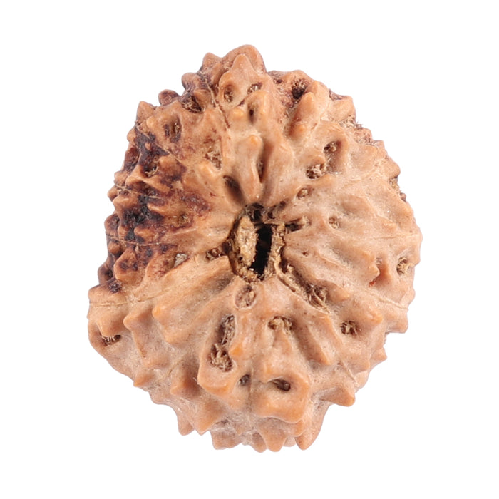 12 Mukhi Indonesian Rudraksha - Bead No. 111