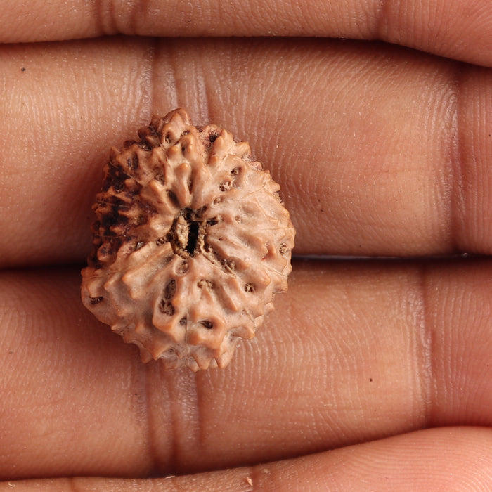 12 Mukhi Indonesian Rudraksha - Bead No. 111