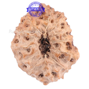 12 Mukhi Indonesian Rudraksha - Bead No. 111
