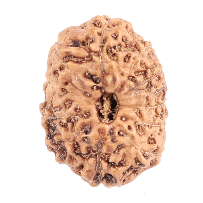 12 Mukhi Indonesian Rudraksha - Bead No. 113