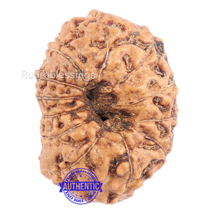 12 Mukhi Indonesian Rudraksha - Bead No. 113