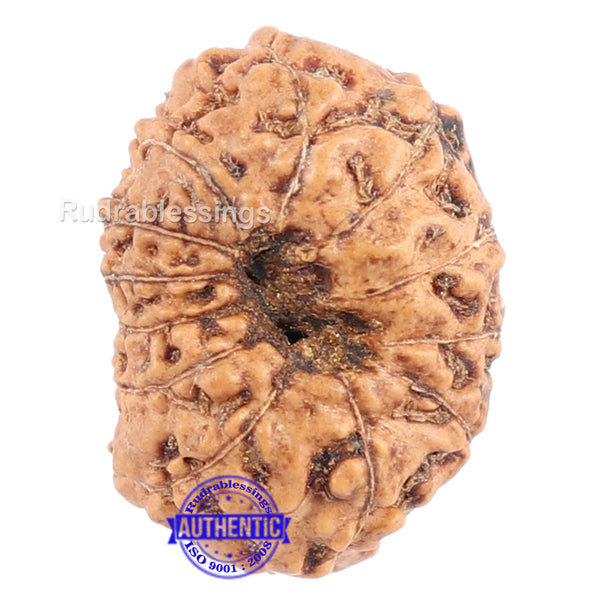 12 Mukhi Indonesian Rudraksha - Bead No. 113