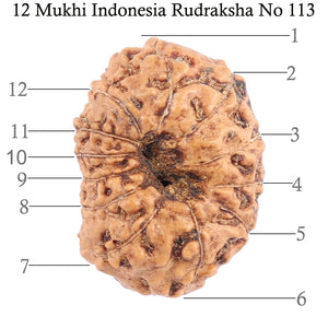 12 Mukhi Indonesian Rudraksha - Bead No. 113