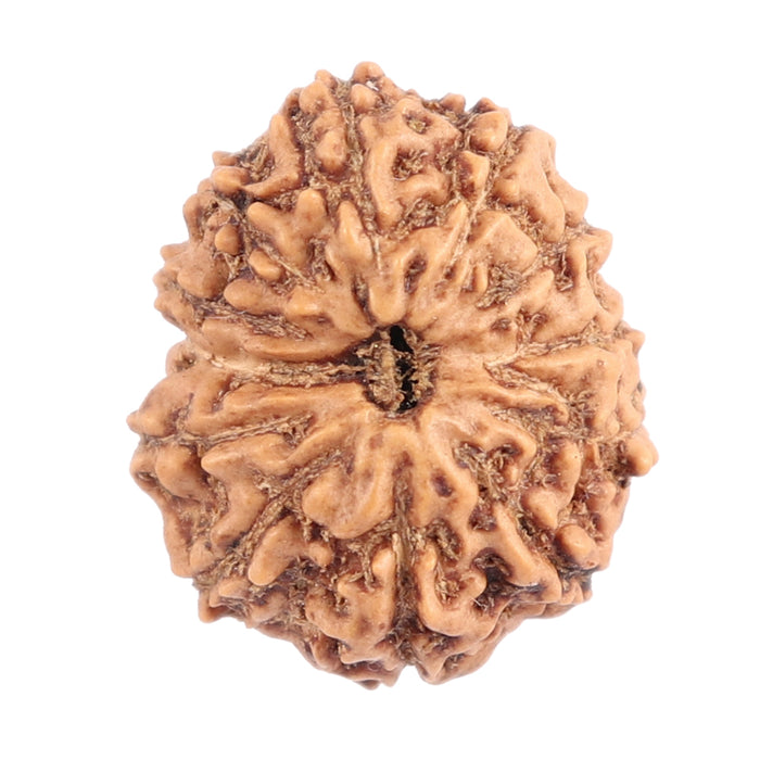 12 Mukhi Indonesian Rudraksha - Bead No. 116