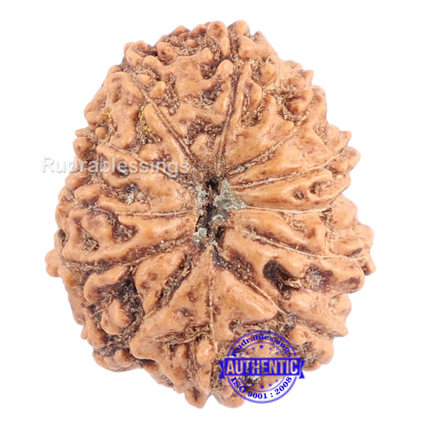 12 Mukhi Indonesian Rudraksha - Bead No. 116