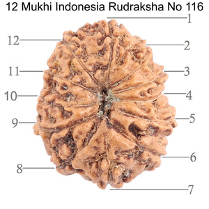 12 Mukhi Indonesian Rudraksha - Bead No. 116