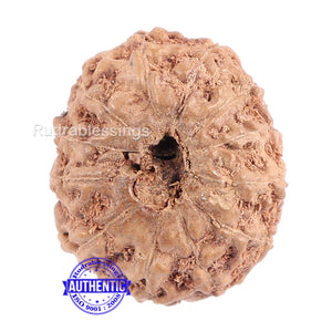 12 Mukhi Indonesian Rudraksha - Bead No. 117