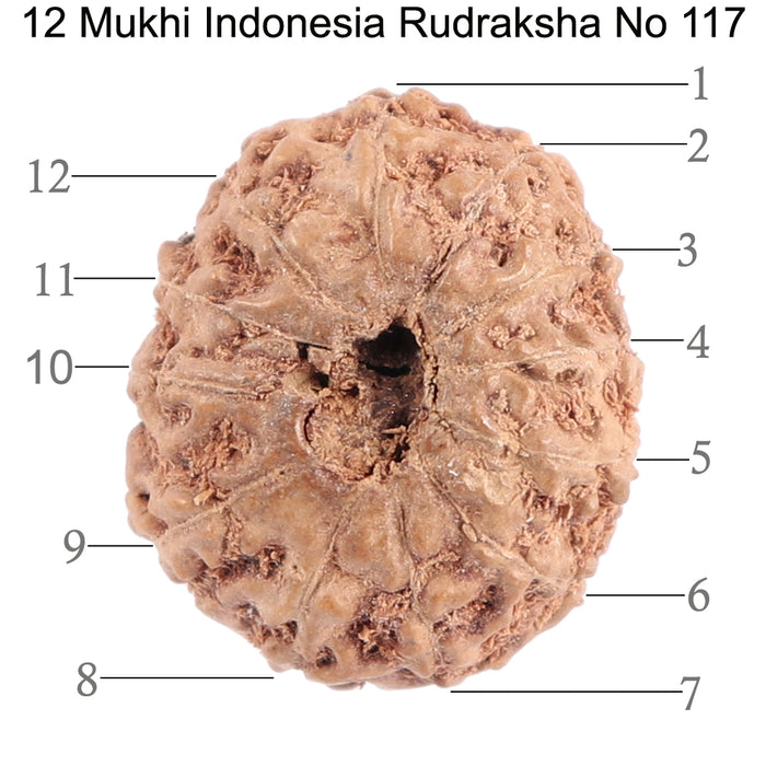 12 Mukhi Indonesian Rudraksha - Bead No. 117