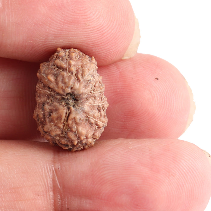 12 Mukhi Indonesian Rudraksha - Bead No. 118