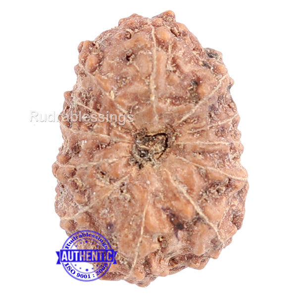 12 Mukhi Indonesian Rudraksha - Bead No. 118