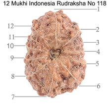 Load image into Gallery viewer, 12 Mukhi Indonesian Rudraksha - Bead No. 118
