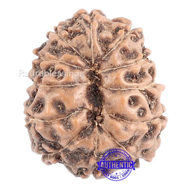 12 Mukhi Indonesian Rudraksha - Bead No. 119