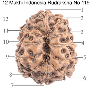 12 Mukhi Indonesian Rudraksha - Bead No. 119