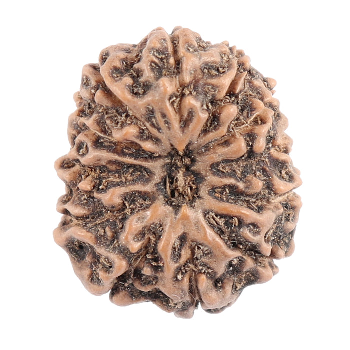 12 Mukhi Indonesian Rudraksha - Bead No. 119