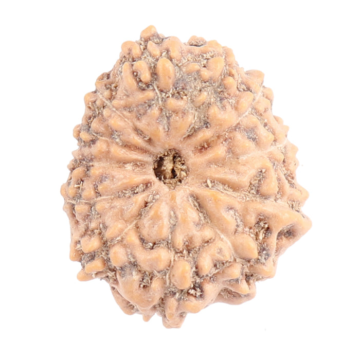 12 Mukhi Indonesian Rudraksha - Bead No. 121