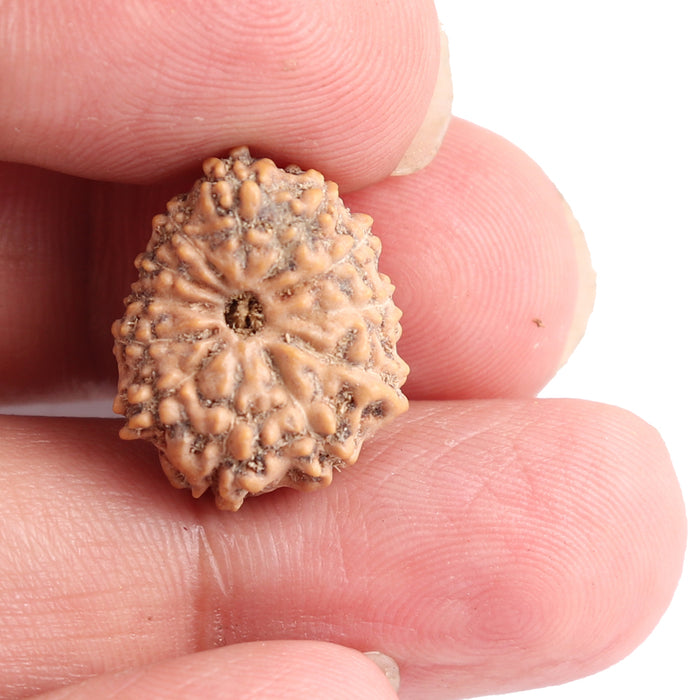 12 Mukhi Indonesian Rudraksha - Bead No. 121