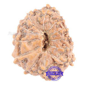 12 Mukhi Indonesian Rudraksha - Bead No. 121