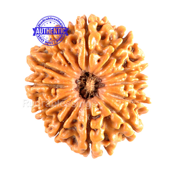 12 Mukhi Nepalese Rudraksha - Bead No. 75