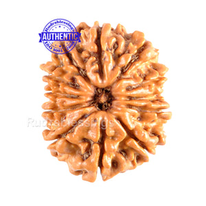 12 Mukhi Nepalese Rudraksha - Bead No. 76