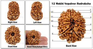 12 Mukhi Nepalese Rudraksha - Bead No. 52
