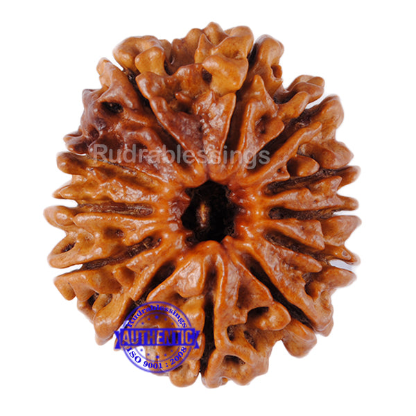 12 Mukhi Nepalese Rudraksha - Bead No 53