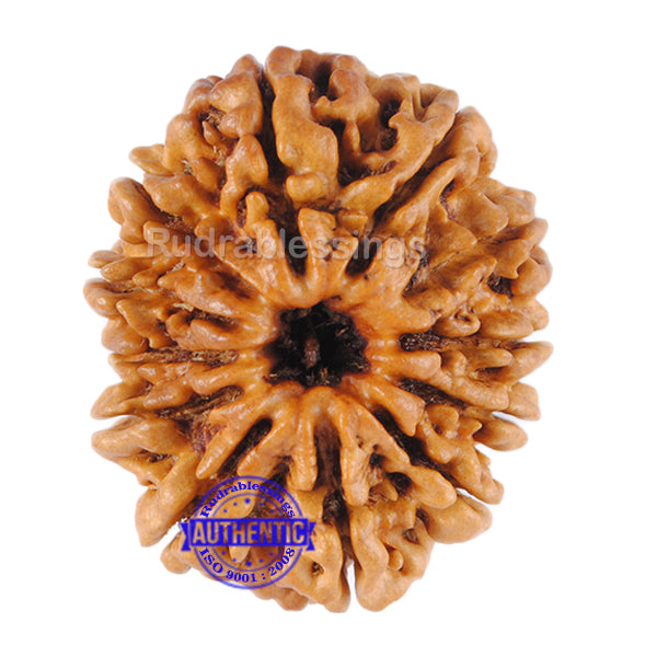 12 Mukhi Nepalese Rudraksha - Bead No 55