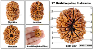 12 Mukhi Nepalese Rudraksha - Bead No 55