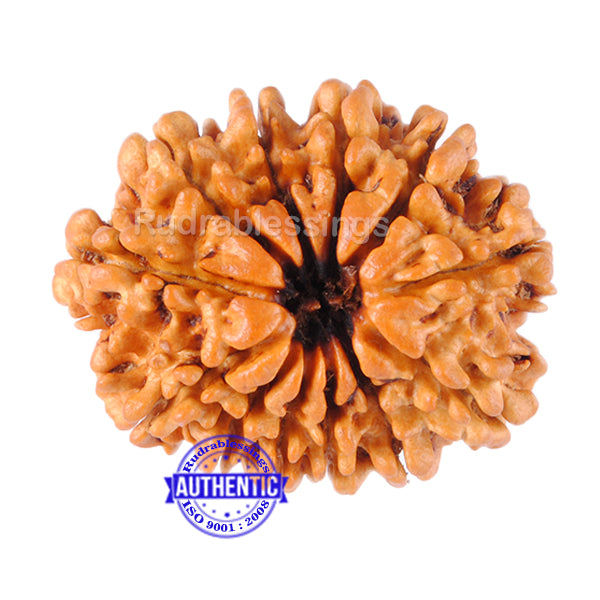 12 Mukhi Nepalese Rudraksha - Bead No 56