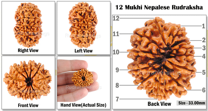 12 Mukhi Nepalese Rudraksha - Bead No 56
