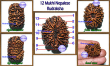 Load image into Gallery viewer, 12 Mukhi Nepalese Rudraksha - Bead No. 35
