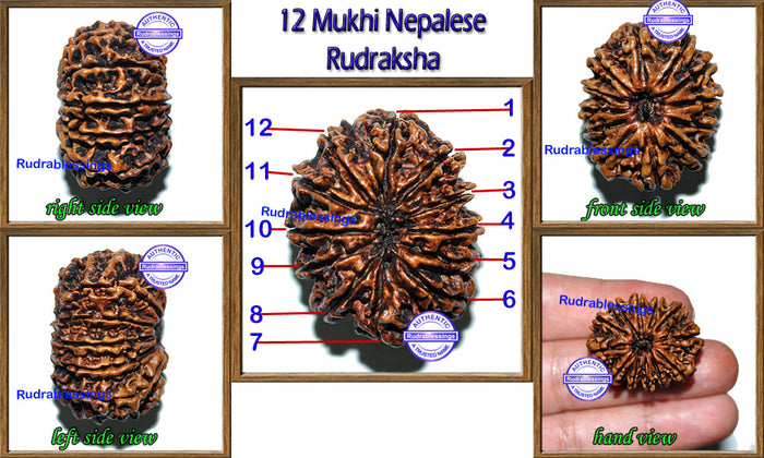 12 Mukhi Nepalese Rudraksha - Bead No. 35