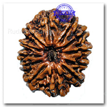 Load image into Gallery viewer, 12 Mukhi Nepalese Rudraksha - Bead No. 35
