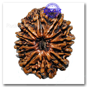 12 Mukhi Nepalese Rudraksha - Bead No. 35