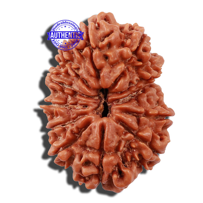 12 Mukhi Nepalese Rudraksha - Bead No 139