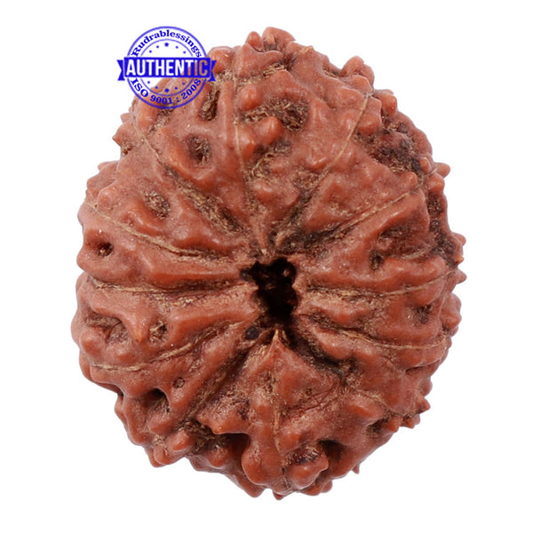 12 Mukhi Indonesian Rudraksha - Bead No. 131