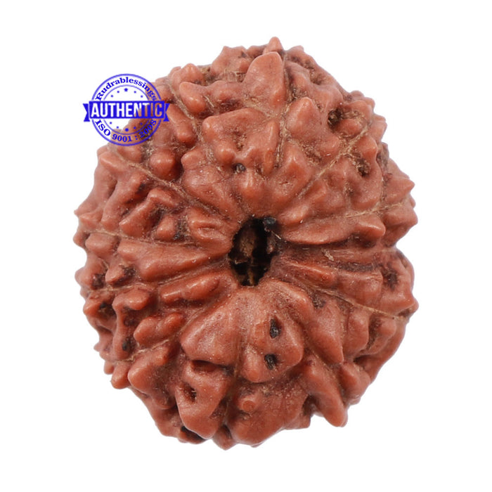 12 Mukhi Indonesian Rudraksha - Bead No. 131