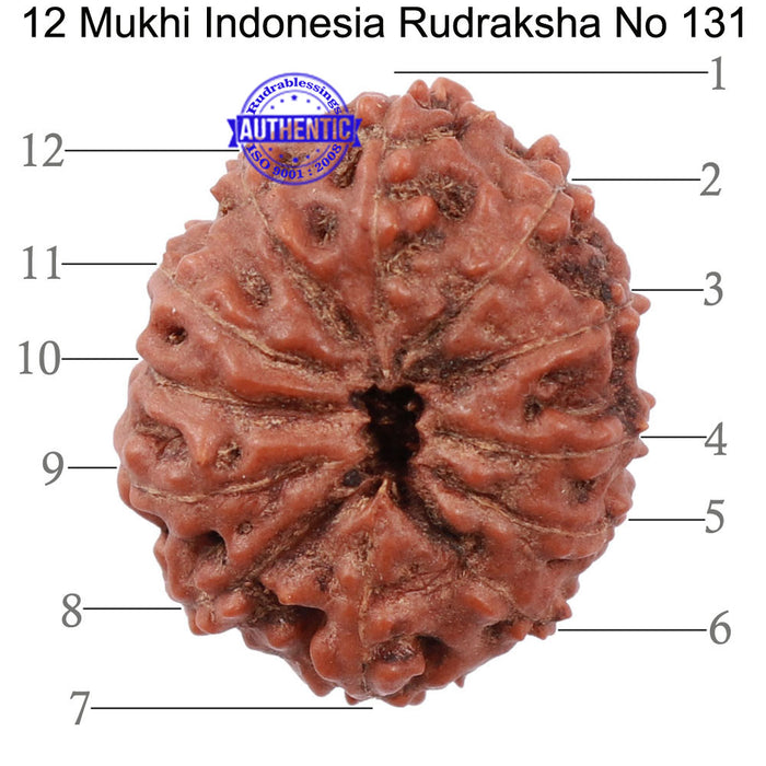 12 Mukhi Indonesian Rudraksha - Bead No. 131