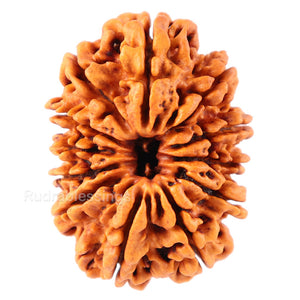 12 Mukhi Nepalese Rudraksha - Bead No. 78