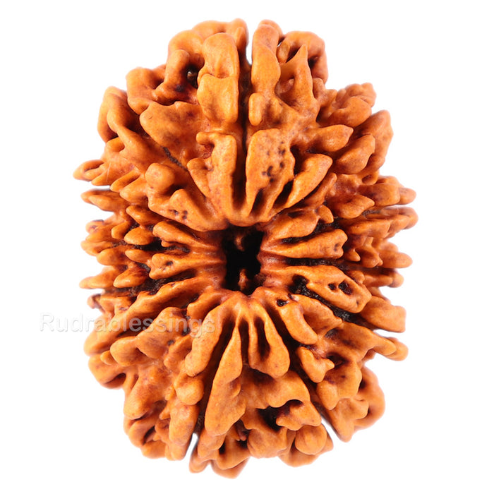12 Mukhi Nepalese Rudraksha - Bead No. 78